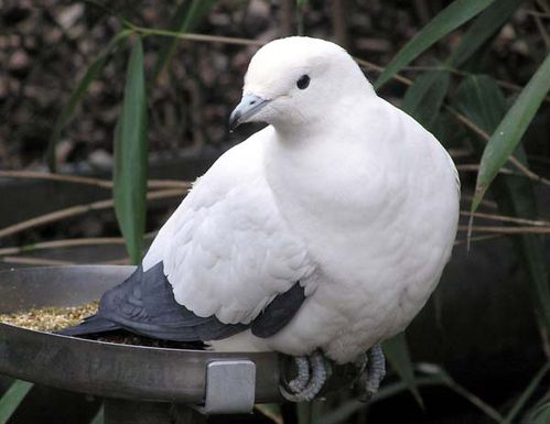 Pied Imperial-Pigeon | Ducula bicolor photo