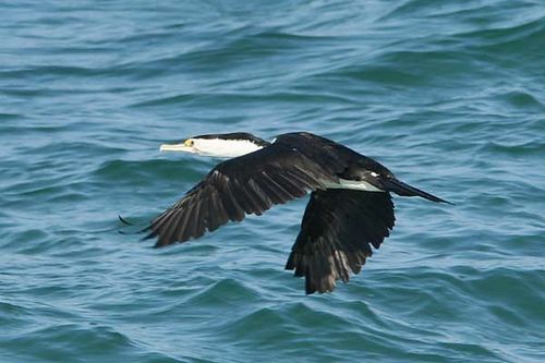 Pied Cormorant | Phalacrocorax varius photo