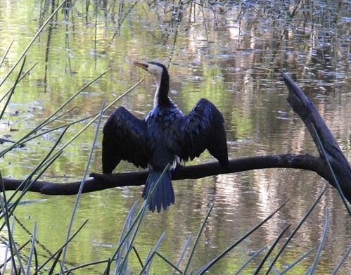 Pied Cormorant | Phalacrocorax varius photo