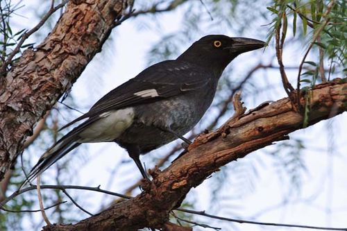 Pied Currawong | Strepera graculina photo