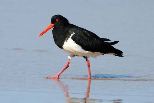 Pied Oystercatcher | Haematopus longirostris photo