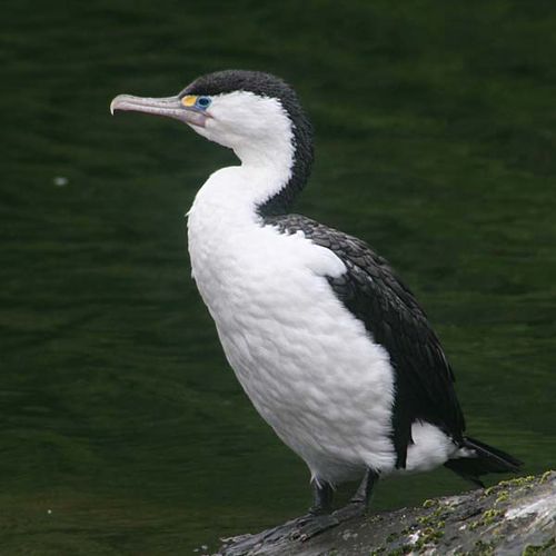 Pied Cormorant | Phalacrocorax varius photo