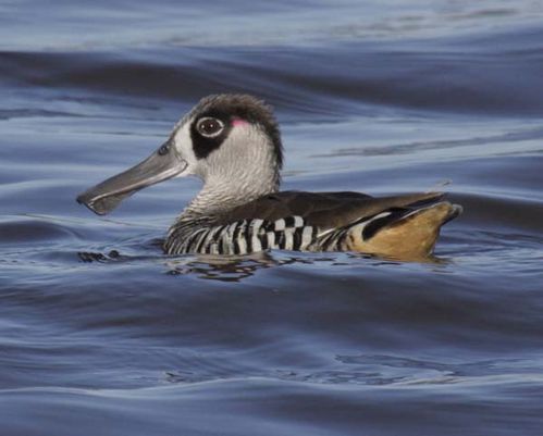 Pink-eared Duck | Malacorhynchus membranaceus photo