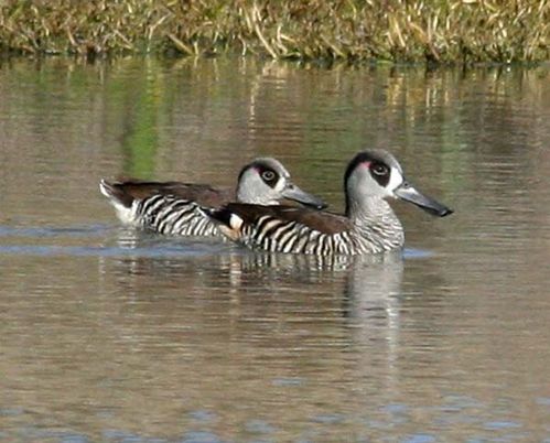 Pink-eared Duck | Malacorhynchus membranaceus photo