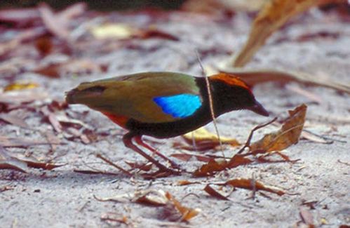 Rainbow Pitta | Pitta iris photo