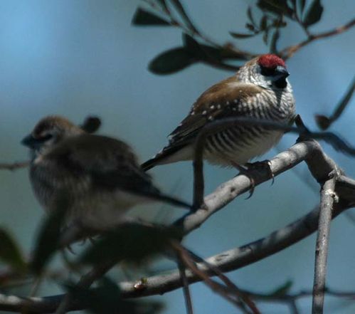 Plum-headed Finch | Neochmia modesta photo