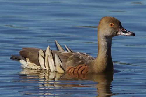 Plumed Whistling Duck | Dendrocygna eytoni photo