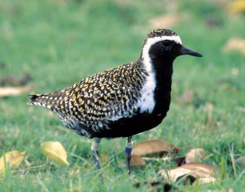 Pacific Golden Plover | Pluvialis fulva photo