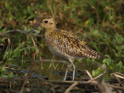 Pacific Golden Plover | Pluvialis fulva photo