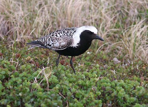 Grey Plover | Pluvialis squatarola photo