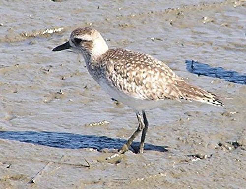 Grey Plover | Pluvialis squatarola photo