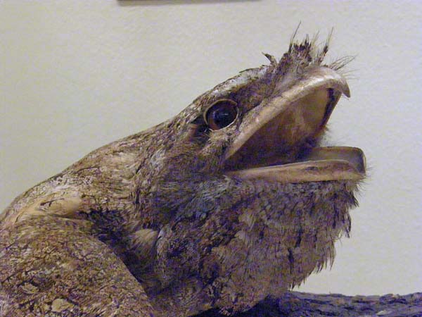 Papuan Frogmouth | Podargus papuensis photo