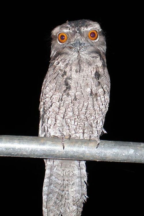 Marbled Frogmouth | Podargus ocellatus photo