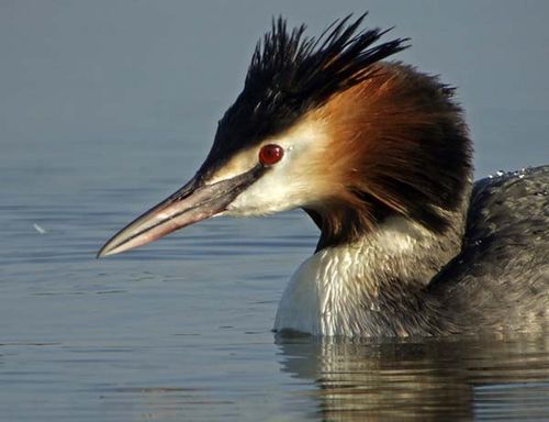 Great Crested Grebe | Podiceps cristatus photo