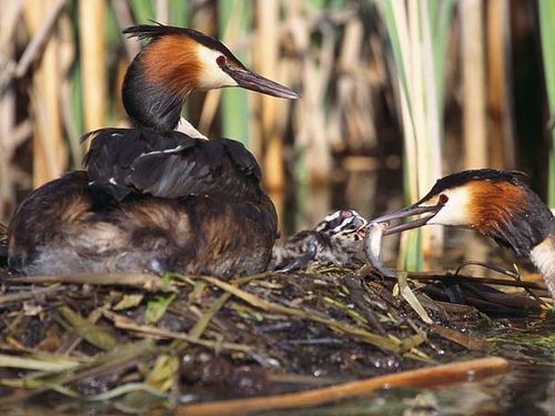 Great Crested Grebe | Podiceps cristatus photo