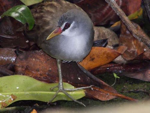 White-browed Crake | Porzana cinerea photo