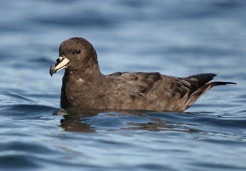 Westland Petrel | Procellaria westlandica photo