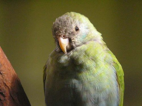 Hooded Parrot | Psephotus dissimilis photo