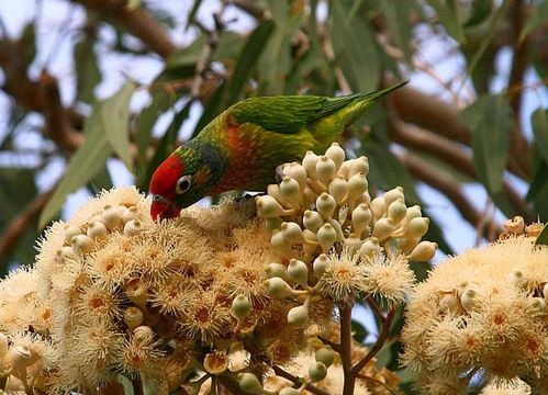 Varied Lorikeet | Psitteuteles versicolor photo