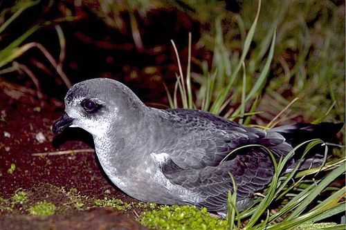 Mottled Petrel | Pterodroma inexpectata photo