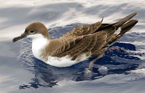 Great Shearwater | Puffinus gravis photo