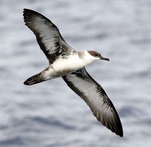 Great Shearwater | Puffinus gravis photo