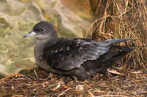 Short-tailed Shearwater | Puffinus tenuirostris photo