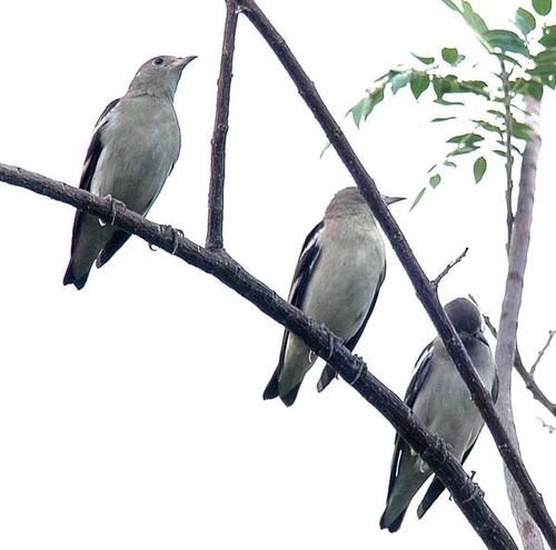 Purple-backed Starling | Sturnus sturninus photo