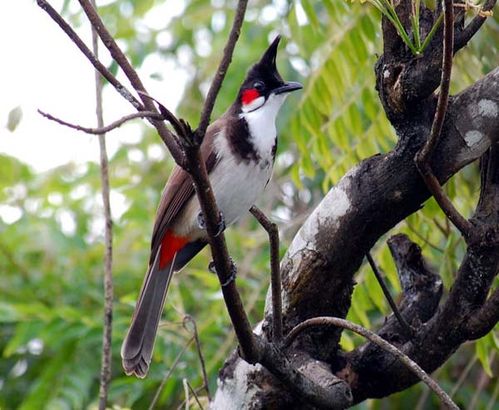 Red-whiskered Bulbul | Pycnonotus jocosus photo