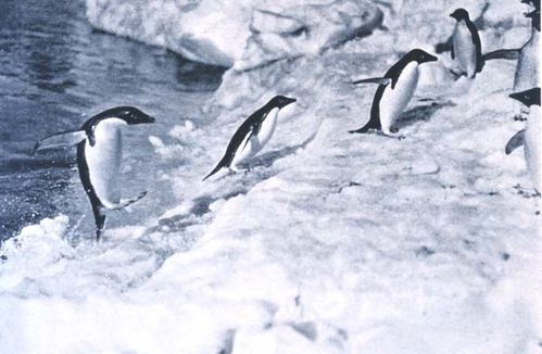 Adelie Penguin | Pygoscelis adeliae photo