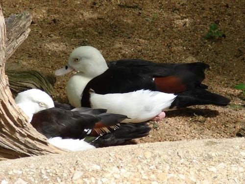 Radjah Shelduck | Tadorna radjah photo