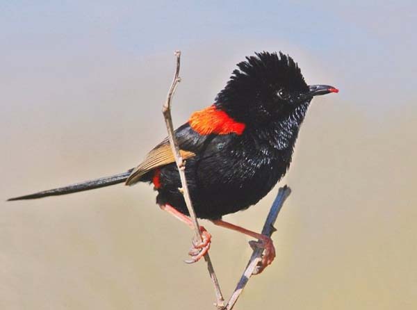 Red-backed Fairy-wren | Malurus melanocephalus photo