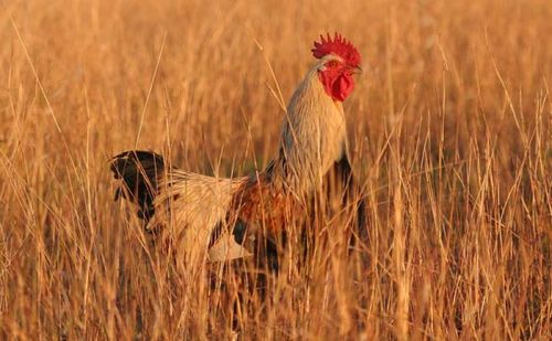 Domestic Chicken | Gallus gallus photo