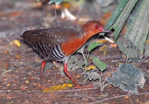 Red-legged Crake | Rallina fasciata photo