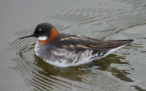 Red-necked Phalarope | Phalaropus lobatus photo