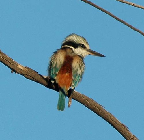 Red-backed Kingfisher | Todiramphus pyrrhopygia photo