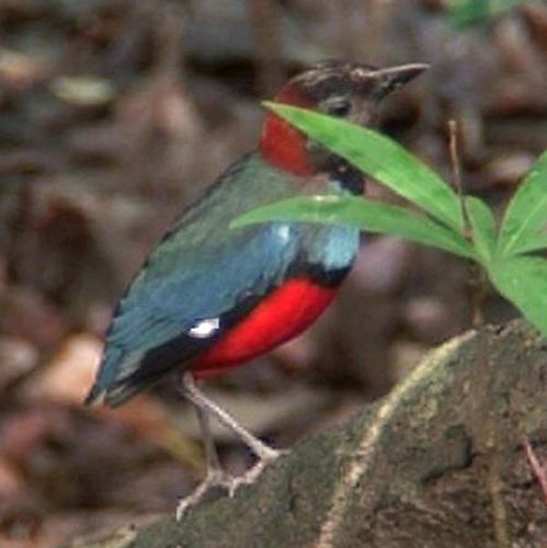 Red-bellied Pitta | Pitta erythrogaster photo