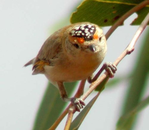 Red-browed Pardalote | Pardalotus rubricatus photo