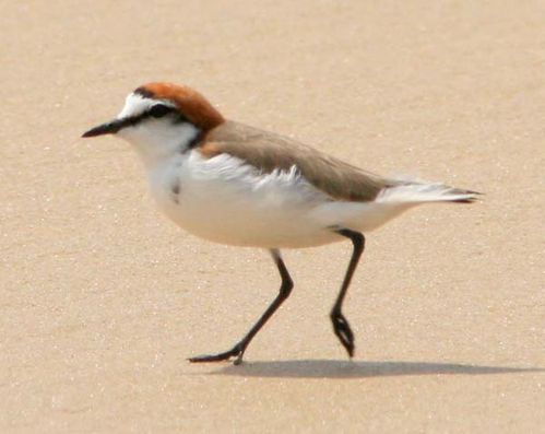 Red-capped Plover | Charadrius ruficapillus photo