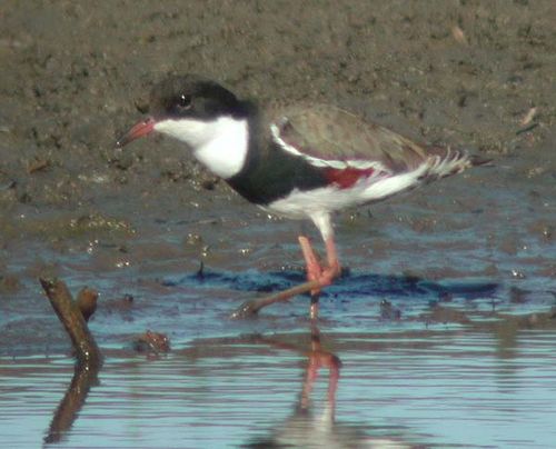 Red-kneed Dotterel | Erythrogonys cinctus photo