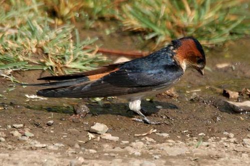 Red-rumped Swallow | Cecropis daurica photo