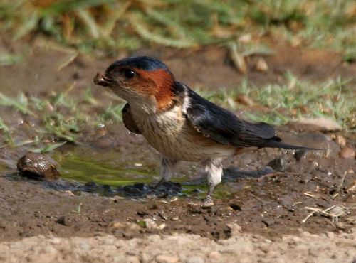 Red-rumped Swallow | Cecropis daurica photo