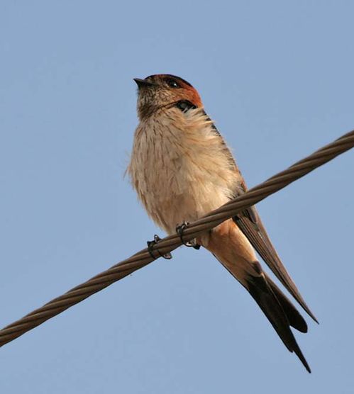 Red-rumped Swallow | Cecropis daurica photo