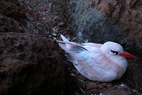 Red-tailed Tropicbird | Phaethon rubricauda photo