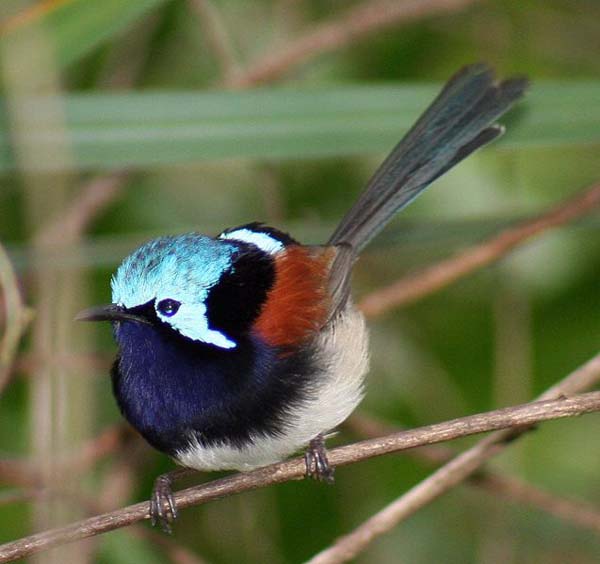 Red-winged Fairy-wren | Malurus elegans photo