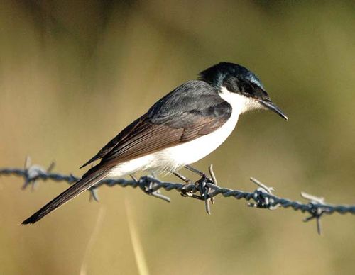 Restless Flycatcher | Myiagra inquieta photo