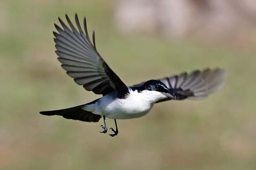 Restless Flycatcher | Myiagra inquieta photo