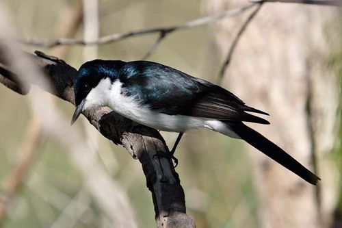 Restless Flycatcher | Myiagra inquieta photo