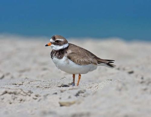 Ringed Plover | Charadrius hiaticula photo