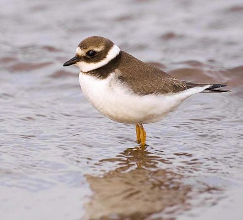 Ringed Plover | Charadrius hiaticula photo